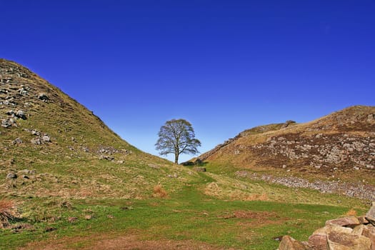 Sycamore Gap, used in filming Robin Hood Prince of Thieves and Roman wall