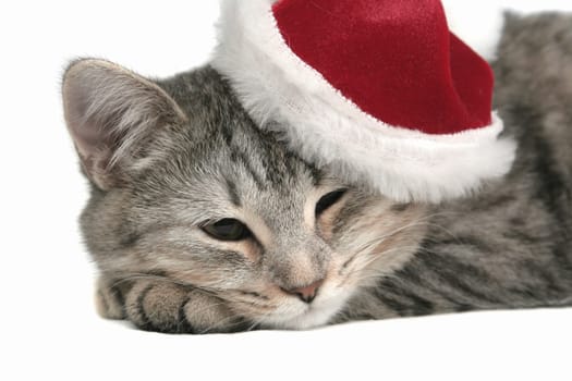 The grey cat sleeps in a New Year's cap