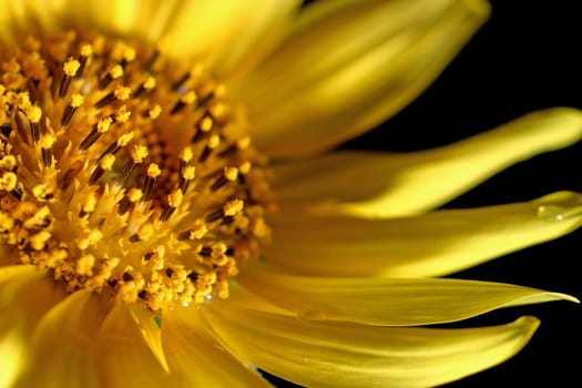 A macro shot of sunflower in diffused light