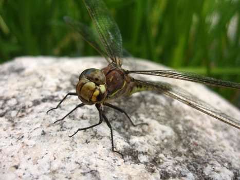 Dragonfly on Rock