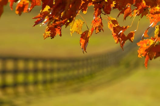 the red leaves of a maple frame a fenceline
