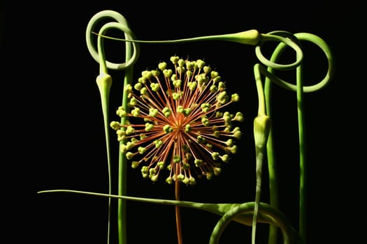 Composition from an inflorescence of an onions and stalks of garlic