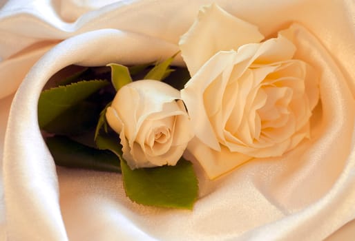 White rose in silk