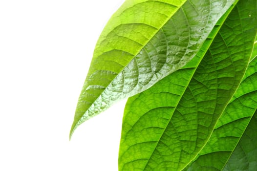 on white background