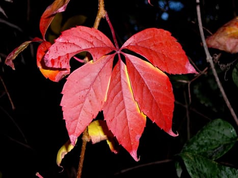 one red leaf  of vine