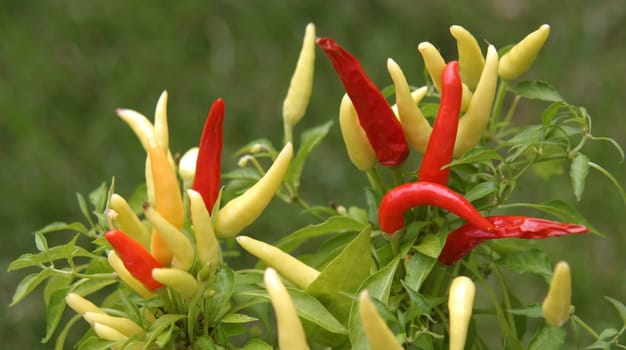 Spicy hot peppers in the Garden
