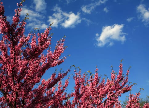 Spring Blooming Redbud Tree on Brilliant Blue Sky
