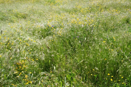 Moving Grass