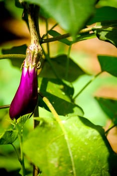 A native fruit found in Malaysia