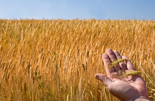 hand holding ears of ripe corn