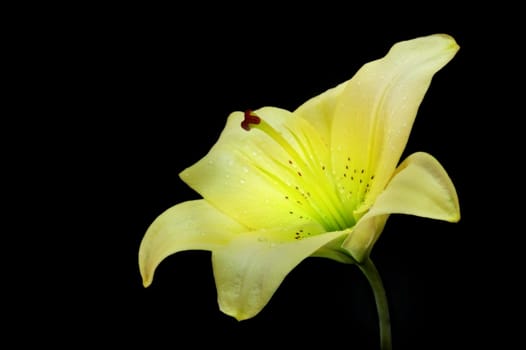 yellow lily on black bckground