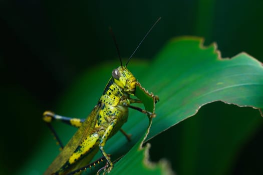 green