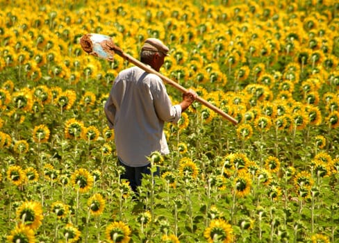 Farmer in sunflower field