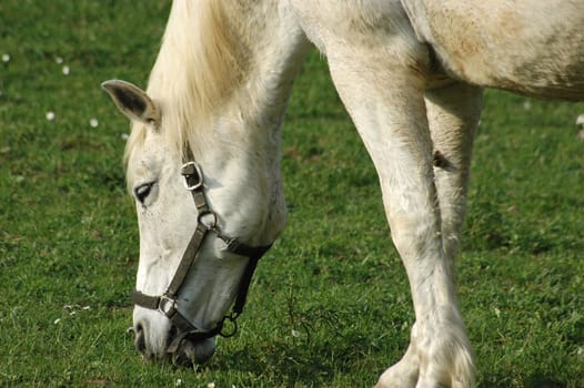 White horse eating