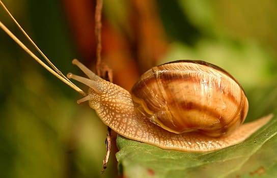 Close up on snail in the field