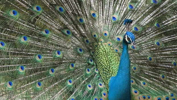 Close up of Peacock with tail feathers open