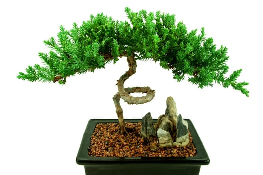 Small bonsai tree with rocks and pebbles