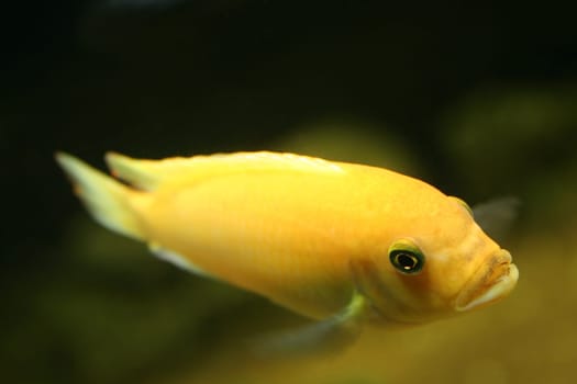 beauty marine life