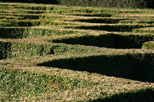 Diamond shaped pattern of sculptured hedges in the botanical garden of Brussels.