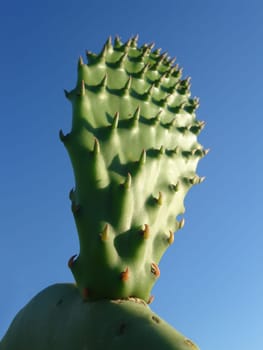 Green young Sagauro Cactus  over the blue sky