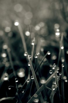 abstract grass in black and white with dew drops