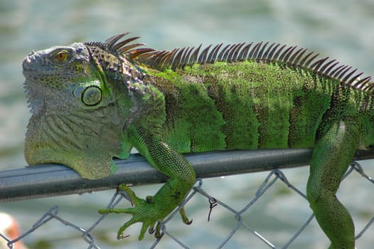 Green iguana lying on a chain link fence.