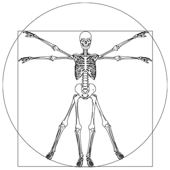 da vinci skeleton