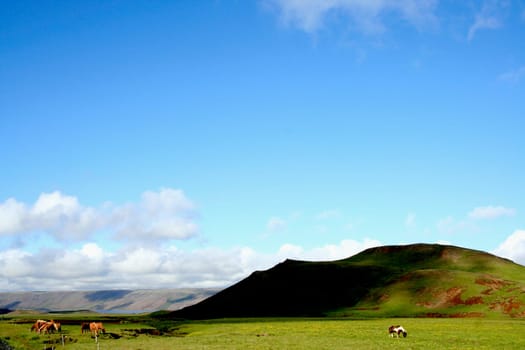 groups of horses in the Icelandic wilderness