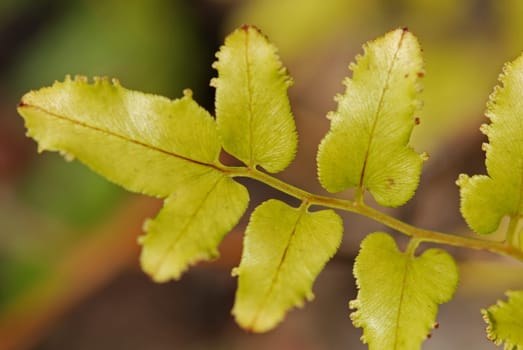yellow plant leaf in the parks