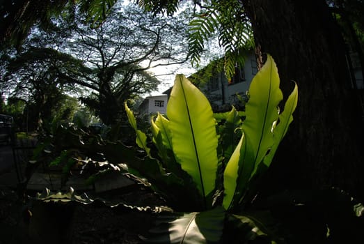 green plant and tree in the parks