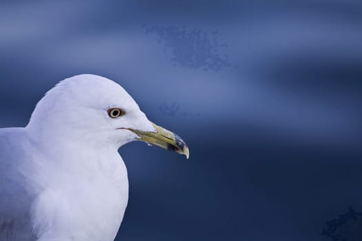 Sea gull