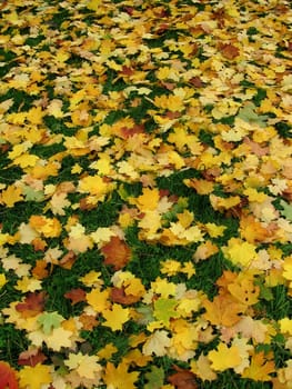 Autumn leaves
