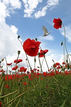 Dove flies over Poppy Field in rural England on a lovely Summers day. Taken at low level with a wide angle lens.
