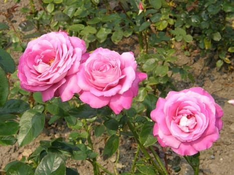 In A Rose Garden