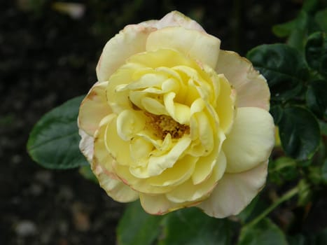 In A Rose Garden