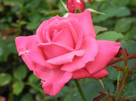 In A Rose Garden