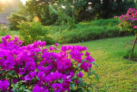 beautiful and colorful flower in the parks