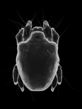 3d rendered close up of an isolated mite