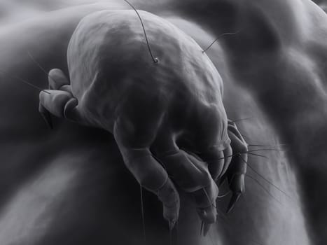 3d rendered close up of an isolated mite