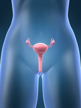 3d rendered anatomy illustration of a female uterus