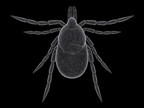 3d rendered illustration of a tick