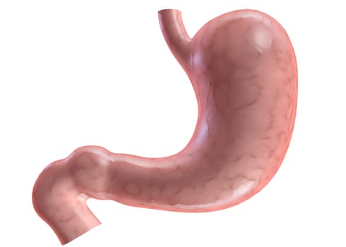 3d rendered anatomy illustration of a human healthy stomach