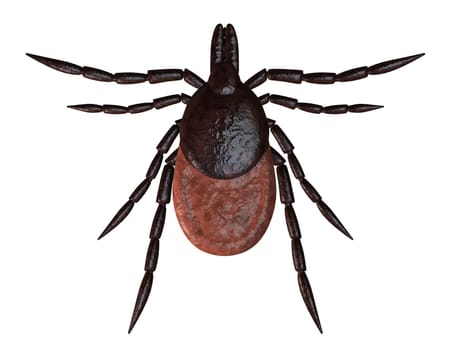 3d rendered illustration of a tick