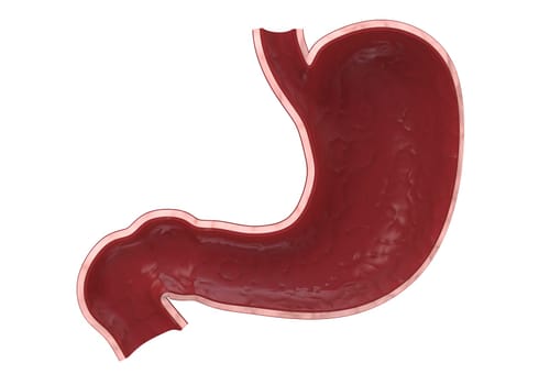 3d rendered anatomy illustration from a section of a human healthy stomach