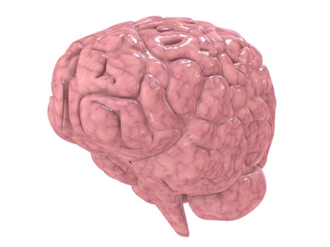 3d rendered anatomy illustration of a human brain