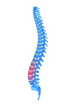 3d rendered anatomy illustration of a human spine with pain