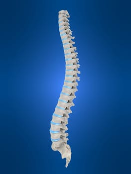3d rendered anatomy illustration of a human spine