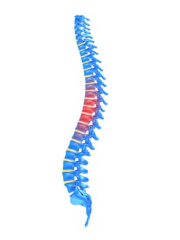 3d rendered anatomy illustration of a human spine with pain