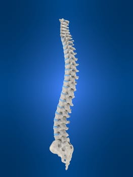 3d rendered anatomy illustration of a human spine