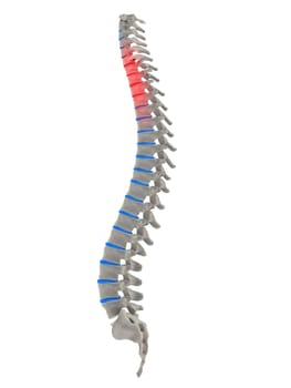 3d rendered anatomy illustration of a human spine with pain